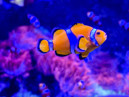 Anemone fish playing on the coral reef, beautiful color clownfish on coral reefsの写真素材