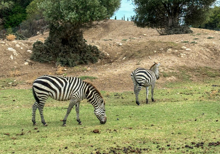 Two zebras grazing in the grass. Animal in the wildの写真素材