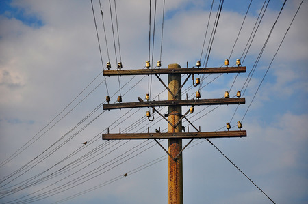 An old telegraph pole with some birds on it\の写真素材