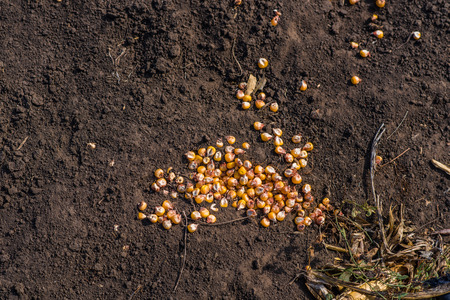 Corn grain spilled on soil. Spill. Yellow on black.の写真素材