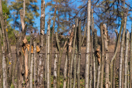 Fence from wooden sticks. Outdated ways of construction.の写真素材