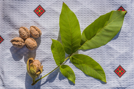 Walnut leave and nutWalnut harvest. Organic food.の写真素材