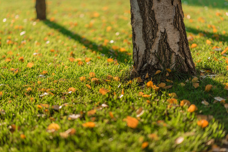 Birch leaves fell on green grass under birch tree during autumn. Birch yellow leaves and trunk. Golden autumn.の写真素材