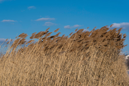 Swaying reed under blue sky with some clouds.の写真素材