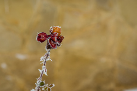 Red rose covered with frost during winter time.の写真素材