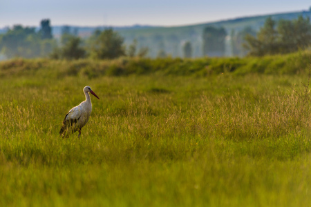 Stork is standing in a swamp during a summer evening.の写真素材