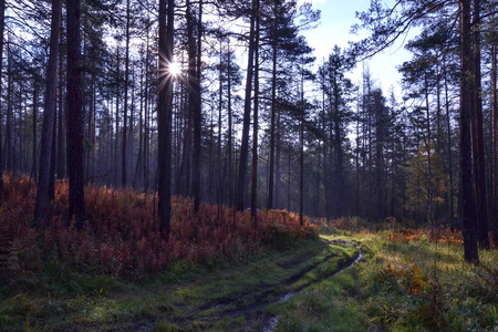 Ural forest in early autumnの写真素材
