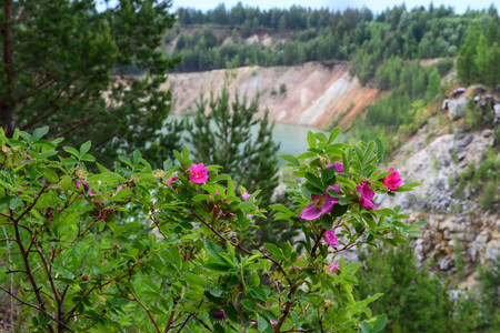 Wild briarの写真素材