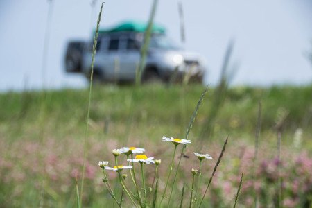 Roadflowerの写真素材