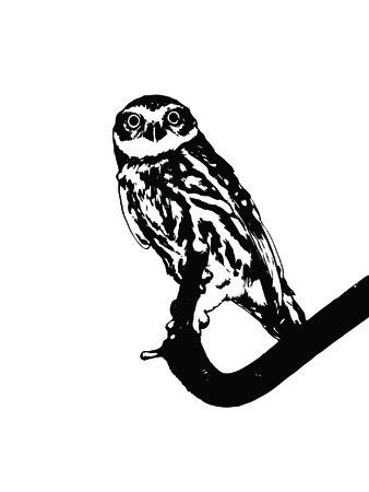 black and white owlのイラスト素材
