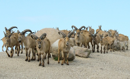family of goatsの写真素材