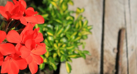 Close-up of wild flowersの写真素材