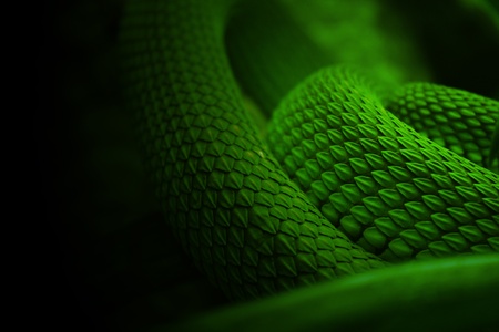 snake skin green nature backgroundの写真素材