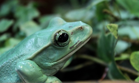 green frogの写真素材