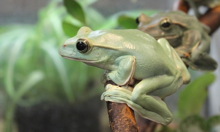 green Frogs on brunch の写真素材