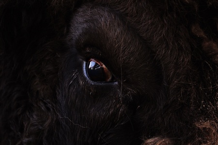 bullseyeの写真素材