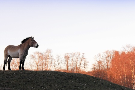 Przewalski Horse  Equus ferus przewalskii  on the meadow in autumnの写真素材
