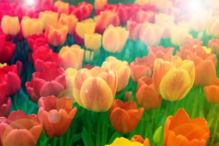 Tulips in spring sun の写真素材