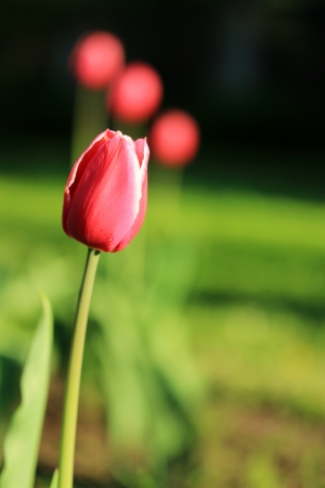 Red tulip, nature background の写真素材