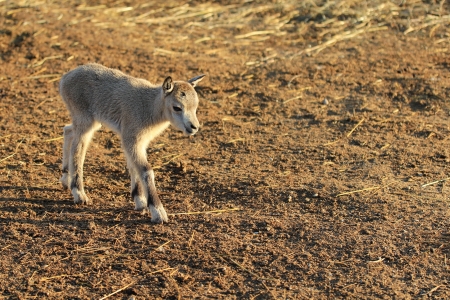 Baby goatの写真素材