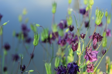 Beautiful summer flower の写真素材
