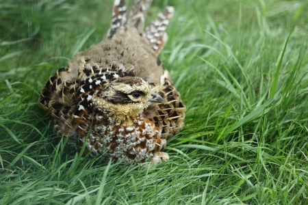 Pheasant female bird hiding in grass の写真素材