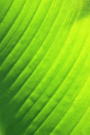 Fresh green leaf as background  の写真素材