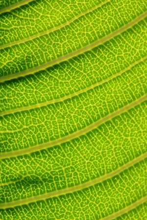 Green leaf background texture の写真素材