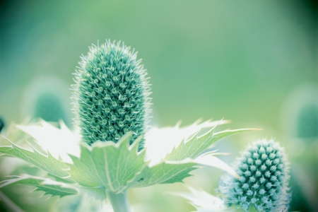 Thistle flowerの写真素材