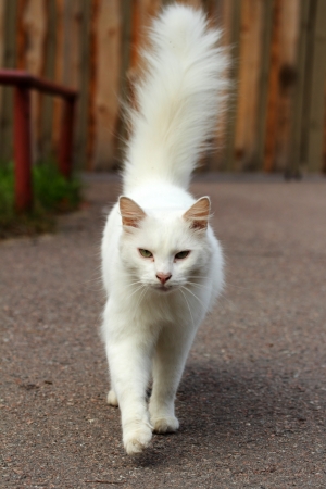 White cat walk の写真素材