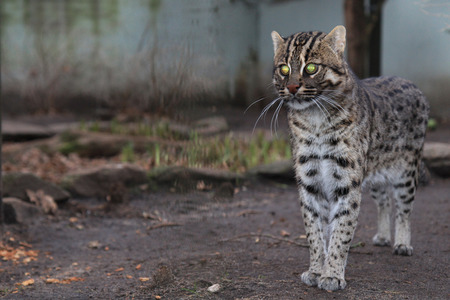 Fishing cat, Prionailurus viverrinus, asian, endangered predatorの写真素材