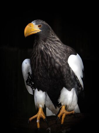 Birds of prey Stellers sea eagle (Haliaeetus pelagicus)の写真素材