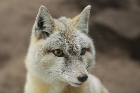 steppe small cute fox