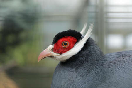 blue eared pheasant (Crossoptilon auritum) close up portraitの写真素材