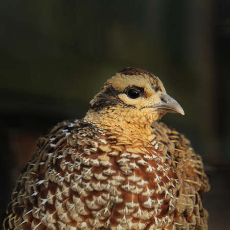 common pheasant (Phasianus colchicus) close up portraitの写真素材