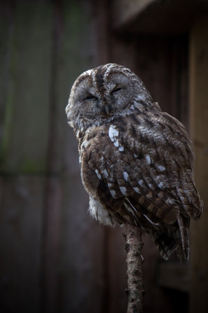 Tawny Owl or Strix aluco in a cageの写真素材