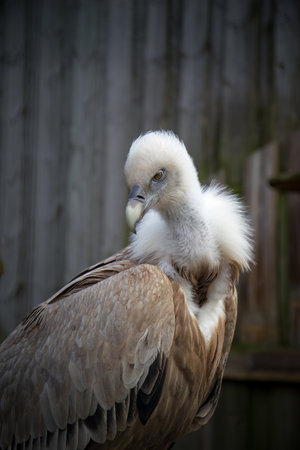 Griffon Vulture (Gyps fulvus) portraitの写真素材