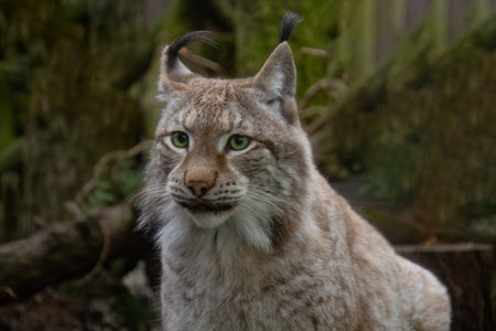 Eurasian Lynx with magnetic green eyes looking forward.の写真素材