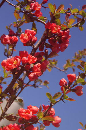 Quince flowers. Spring. Pastel flowers on wild blooming trees. Spring gardens with blooming trees and bushes. Spring garden. Pastel tones. Artistic photos of flowers. Fresh flowers.の写真素材