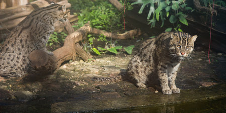 couple of fisher cats in zoo