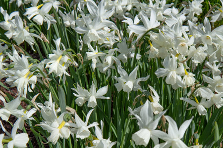 Save
Download Preview
Daffodils. Spring daffodils, Yellow daffodils. Spring flowers. Artistic photos of flowers. Flower arrangements. The beauty of flowers. Fresh flowers. Floral background.の写真素材