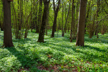Save
Download Preview
Beautiful white flowers anemones in spring in nature in forest . Spring forest landscape in the beautiful sunset rays of the sun with flowering primrosesの写真素材