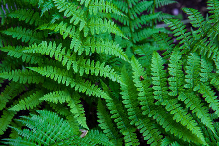 Fern leaves on a dark background in the forest. Dark forest with ferns.の写真素材