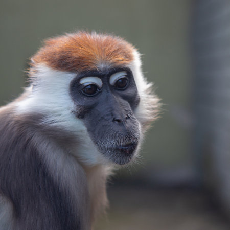 Close up front portrait of white collared mangabey (Cercocebus torquatus, red capped mangabey)の写真素材
