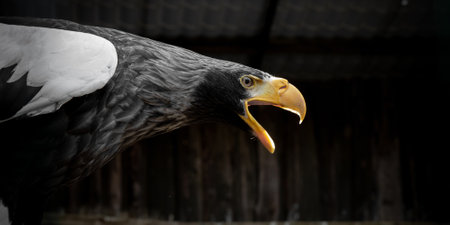 Steller's sea eagle closeup portrait (haliaeetus pelagicus)の写真素材