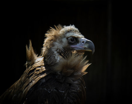Cinereus Vulture Bird looking forward dark backgroundの写真素材