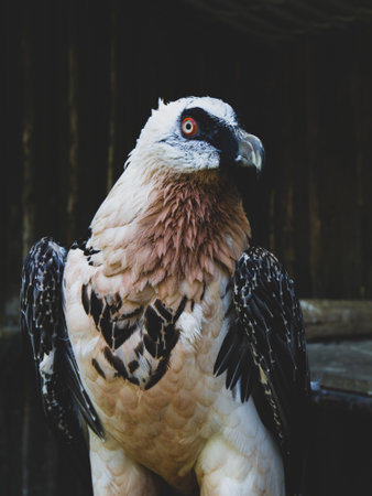 Bearded vulture - Gypaetus barbatus a portrait on a dark backgroundの写真素材