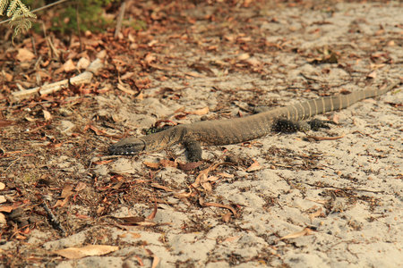 An Endangered Rosenberg's Goanna, Varanus rosenbergi, Kangaroo Islandの写真素材