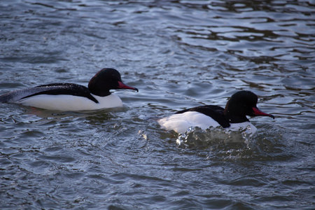 Male common merganser or goosander (mergus merganser) floating on wateの写真素材