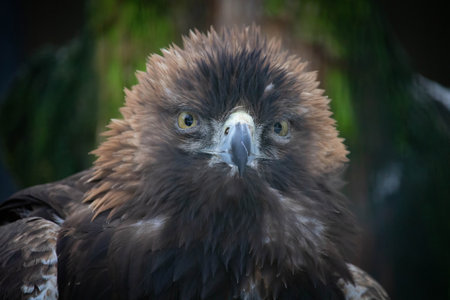 Portrait of Golden Eagle (Aquila chrysaetos). Golden eagle close-up, mighty eagleの写真素材
